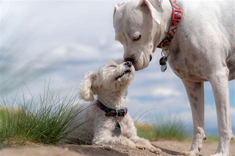 femme x chien|144 528 Photos gratuites de Femmes Et Chiens